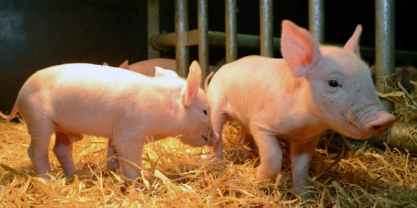 Schwein mit ASF-Resistenzgen Schwein mit ASF-Resistenzgen