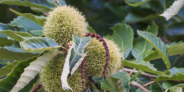 American chestnut, Esskastanie