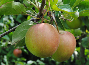 Äpfel am Baum 2x1