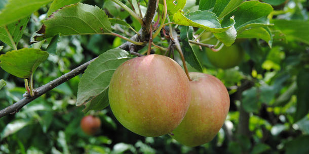 Äpfel am Baum 2x1