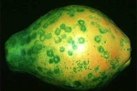 Papaya Papaya