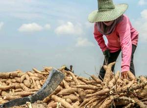 Cassava Ernte 2