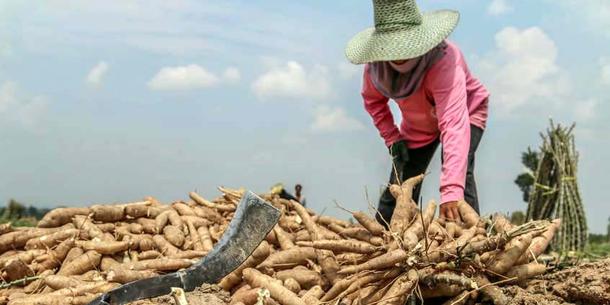 Cassava Ernte 2 Cassava Ernte 2