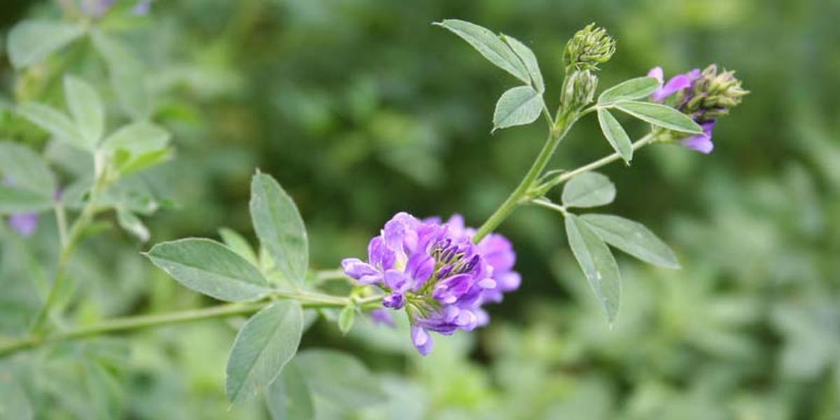 Luzerne (Alfalfa) Lexikon Nutzpflanzen transgen.de