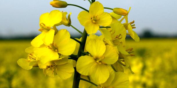 Rapsblüte 2 Rapsblüte 2