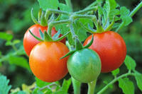 Tomaten am Strauch 2 Tomaten am Strauch 2