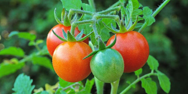 Tomaten am Strauch 2 Tomaten am Strauch 2
