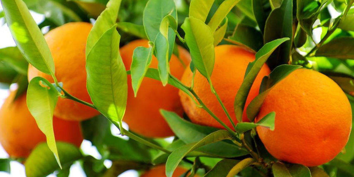 Zitrusfrüchte (Orangen, Zitronen, Mandarinen, Grapefruit, Pampelmuse ...