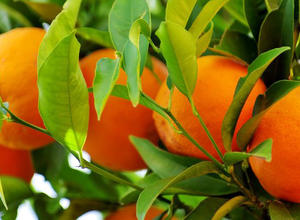 Orangen am Baum 2
