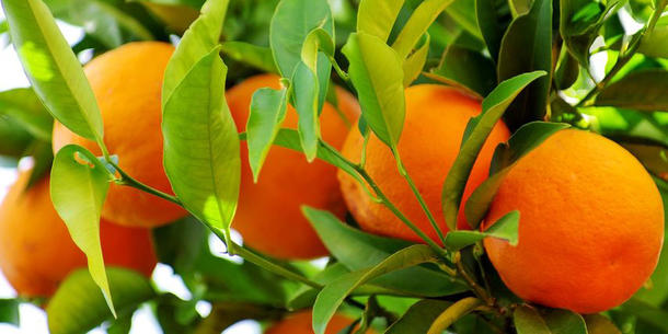 Orangen am Baum 2