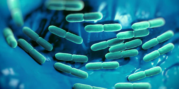 Lactobacillus Lactobacillus
