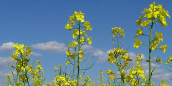Rapsblüte 2 Rapsblüte 2