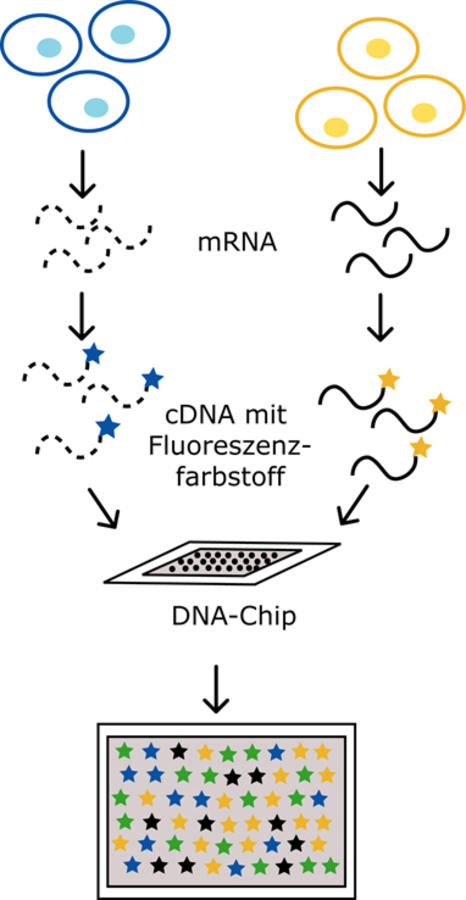 DNA-Microarray - Lexikon - transgen.de