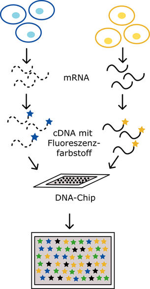 DNA-Microarray