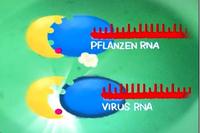 CRISPR Gerste CRISPR Gerste