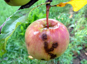 Apfel mit Apfelschorf