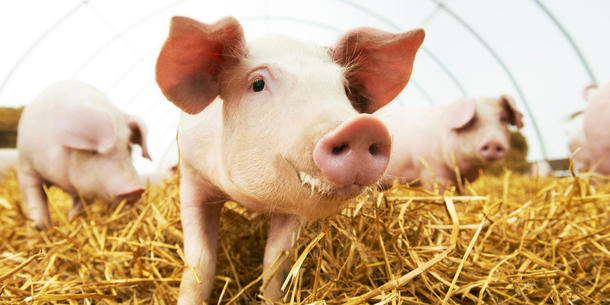 Schweine Schweine