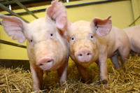 Schweine PRRS Schweine PRRS