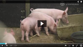 PRRS Schweine PRRS Schweine
