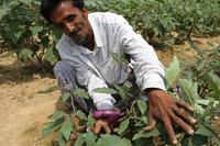 Bt-Brinjal Bangladesch