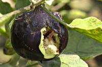 Bt-Aubergine Brinjal Bangladesch Befall durch Auberginenfruchtbohrer