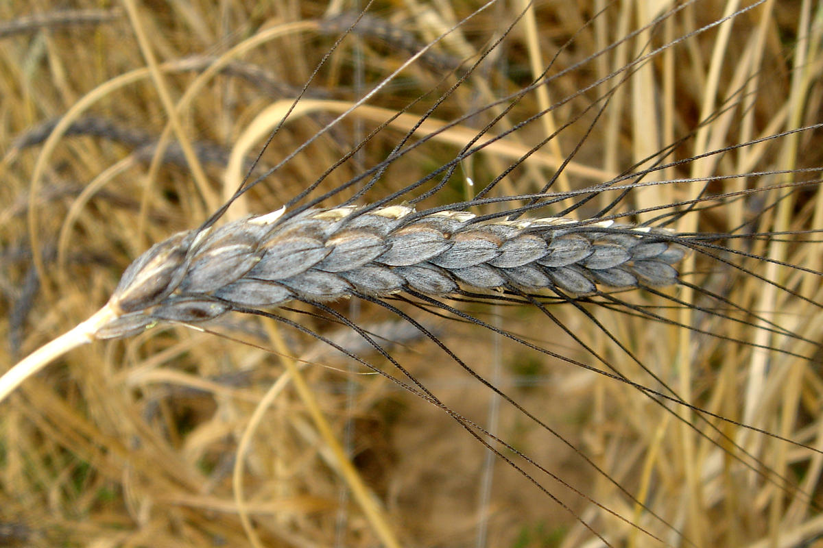 Weizen Lexikon Nutzpflanzen transgen.de
