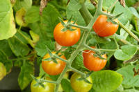 Wildtomate Solanum pimpinellifolium Wildtomate Solanum pimpinellifolium