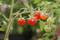Wildtomate Solanum pimpinellifolium