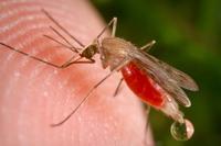 Anopheles Anopheles