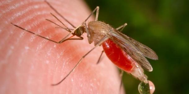 Anopheles Anopheles