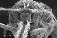 Anopheles Anopheles