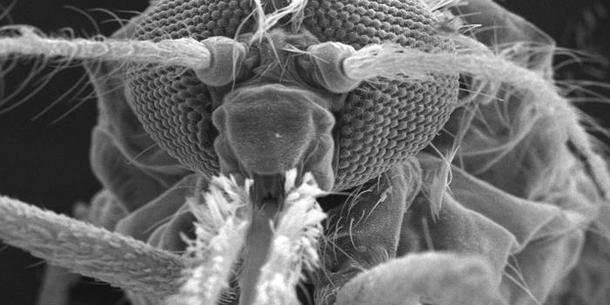 Anopheles Anopheles