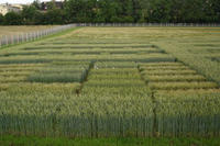 Protected Site Weizen Protected Site Weizen
