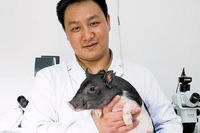 Micropig Micropig