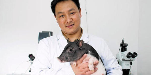 Gentechnik Bei Tieren Neuer Schub Durch Genome Editing Gentechnik Bei Tieren Transgen De