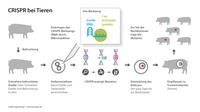 CRISPR bei Tieren CRISPR bei Tieren