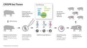 CRISPR bei Tieren