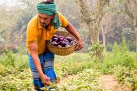 Bt Brinjal Bangladesch