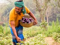 Bt Brinjal Bangladesch