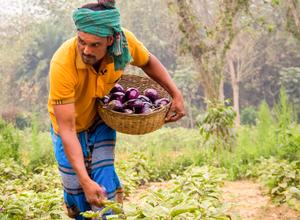 Bt Brinjal Bangladesch