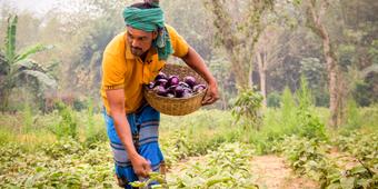 Bt Brinjal Bangladesch