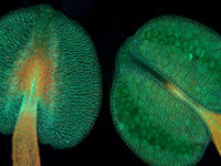 Arabidopsis Antheren