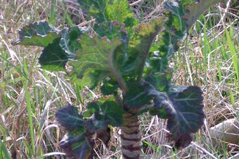 Wildkohl Wildkohl