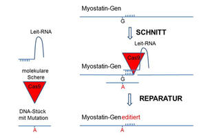 Myostatin-Gen