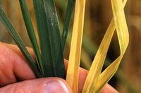 Barley Yellow Dwarf Virus in Weizen Barley Yellow Dwarf Virus in Weizen