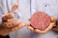 Fleisch aus Zellkulturen Fleisch aus Zellkulturen
