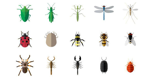 Insekten Insekten