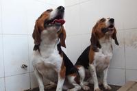 Beagle Crispr Beagle Crispr
