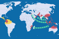 Karte Ausbreitung Panamakrankheit TR4