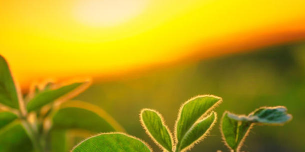 Soja, Sonne Soja, Sonne